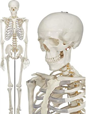Anatomical Model of Human Skeleton rental in Milan Italy